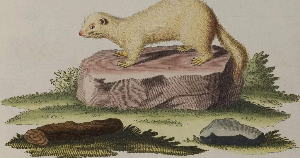 An illustration from (Tafelband 1): Theil 1 - 3 und Supplement 1 u. 2: Taf. I - CLXV, 1775, leaf 289