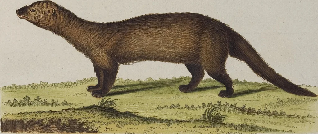 An illustration from (Tafelband 1): Theil 1 - 3 und Supplement 1 u. 2: Taf. I - CLXV, 1775, leaf 292