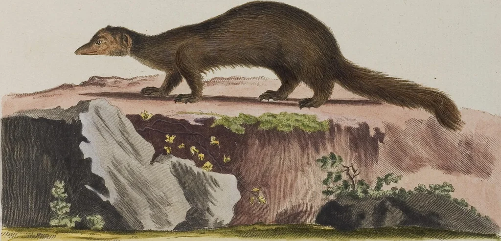 An illustration from (Tafelband 1): Theil 1 - 3 und Supplement 1 u. 2: Taf. I - CLXV, 1775, leaf 293