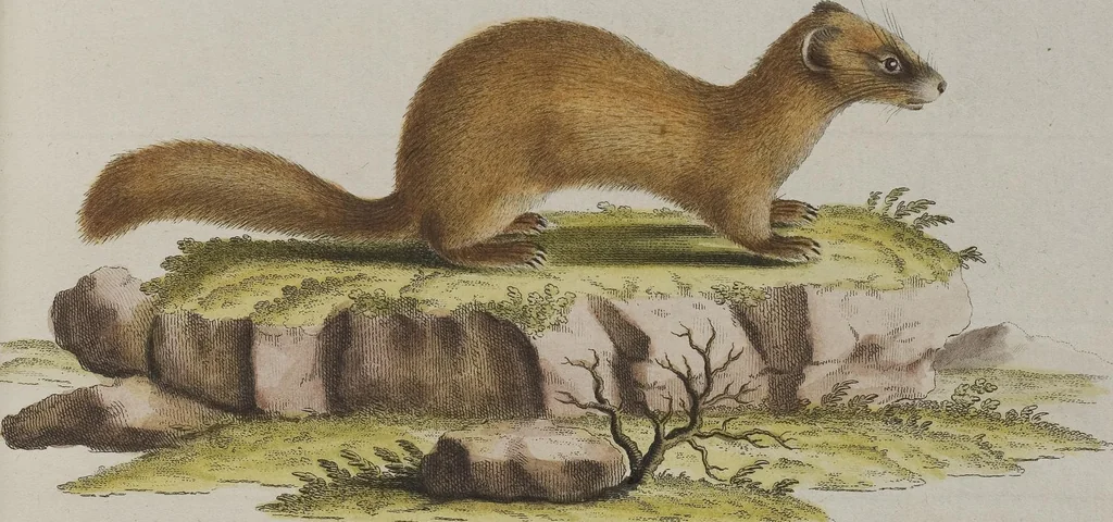 An illustration from (Tafelband 1): Theil 1 - 3 und Supplement 1 u. 2: Taf. I - CLXV, 1775, leaf 294