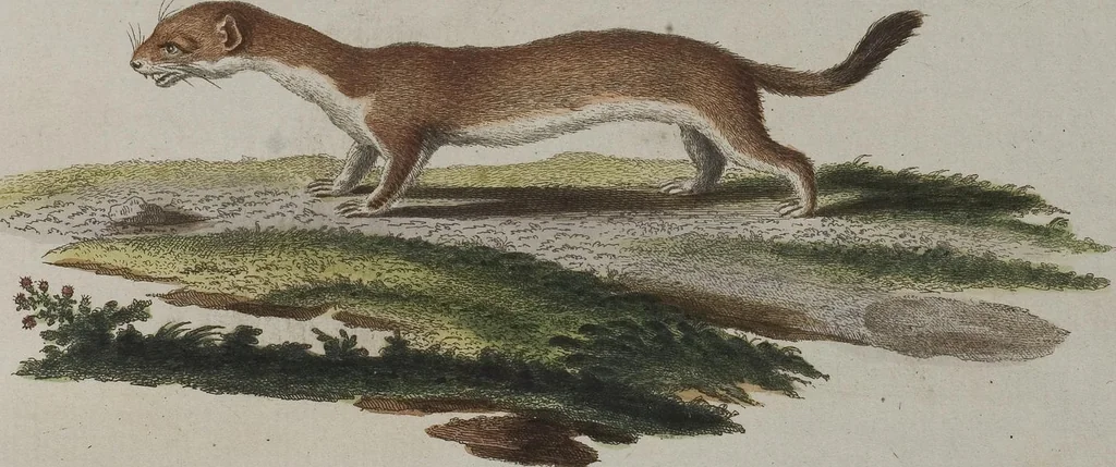 An illustration from (Tafelband 1): Theil 1 - 3 und Supplement 1 u. 2: Taf. I - CLXV, 1775, leaf 296