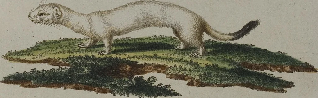An illustration from (Tafelband 1): Theil 1 - 3 und Supplement 1 u. 2: Taf. I - CLXV, 1775, leaf 297