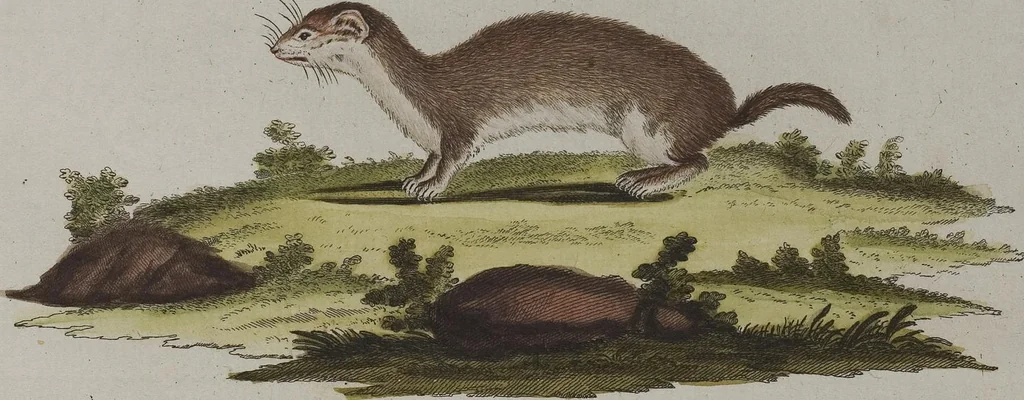An illustration from (Tafelband 1): Theil 1 - 3 und Supplement 1 u. 2: Taf. I - CLXV, 1775, leaf 298