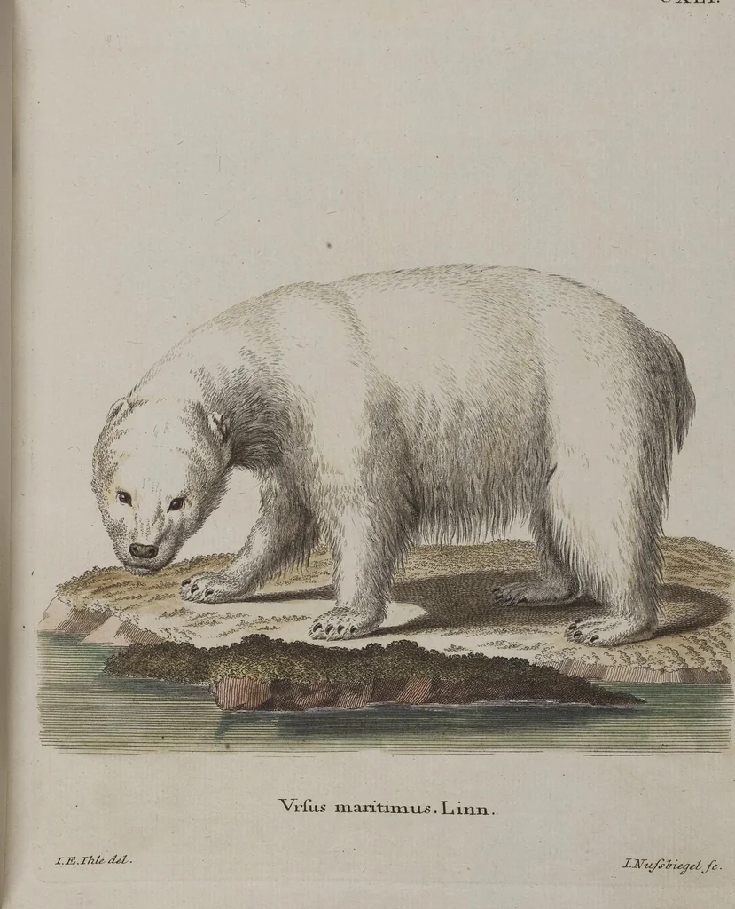 An illustration from (Tafelband 1): Theil 1 - 3 und Supplement 1 u. 2: Taf. I - CLXV, 1775, leaf 301