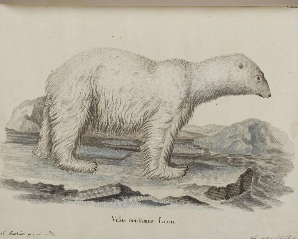 An illustration from (Tafelband 1): Theil 1 - 3 und Supplement 1 u. 2: Taf. I - CLXV, 1775, leaf 302