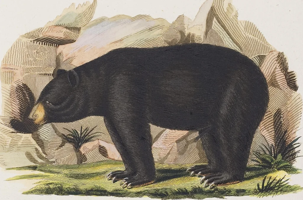 An illustration from (Tafelband 1): Theil 1 - 3 und Supplement 1 u. 2: Taf. I - CLXV, 1775, leaf 304