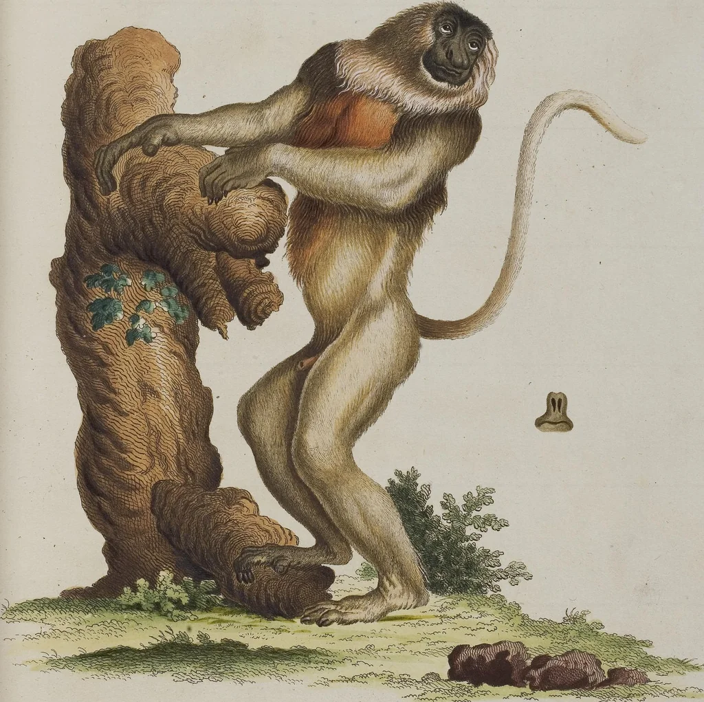 An illustration from (Tafelband 1): Theil 1 - 3 und Supplement 1 u. 2: Taf. I - CLXV, 1775, leaf 31