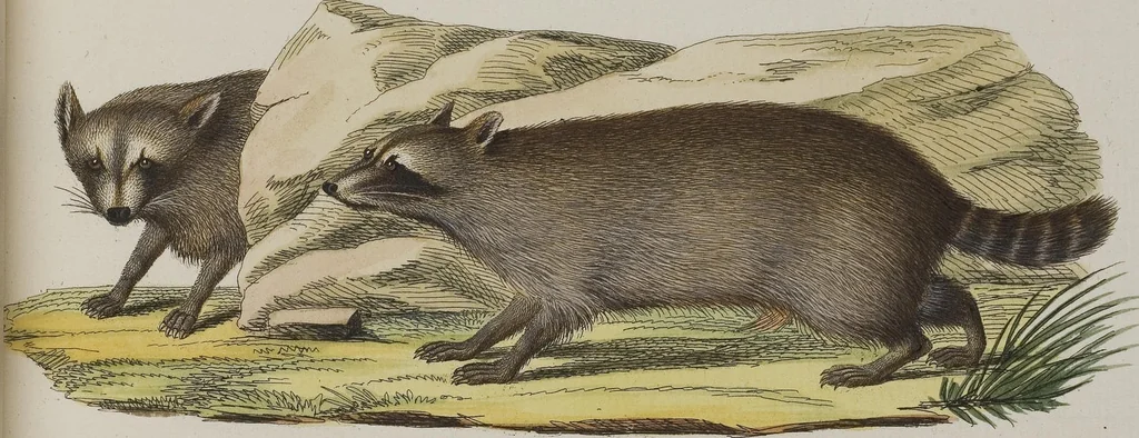 An illustration from (Tafelband 1): Theil 1 - 3 und Supplement 1 u. 2: Taf. I - CLXV, 1775, leaf 317