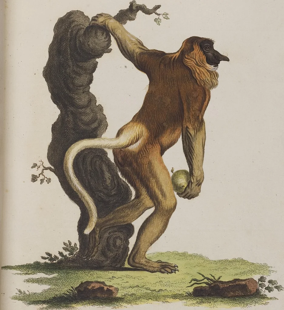 An illustration from (Tafelband 1): Theil 1 - 3 und Supplement 1 u. 2: Taf. I - CLXV, 1775, leaf 32