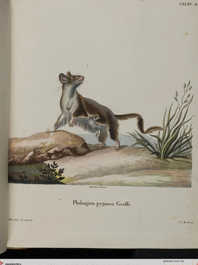 An illustration from (Tafelband 1): Theil 1 - 3 und Supplement 1 u. 2: Taf. I - CLXV, 1775, leaf 320