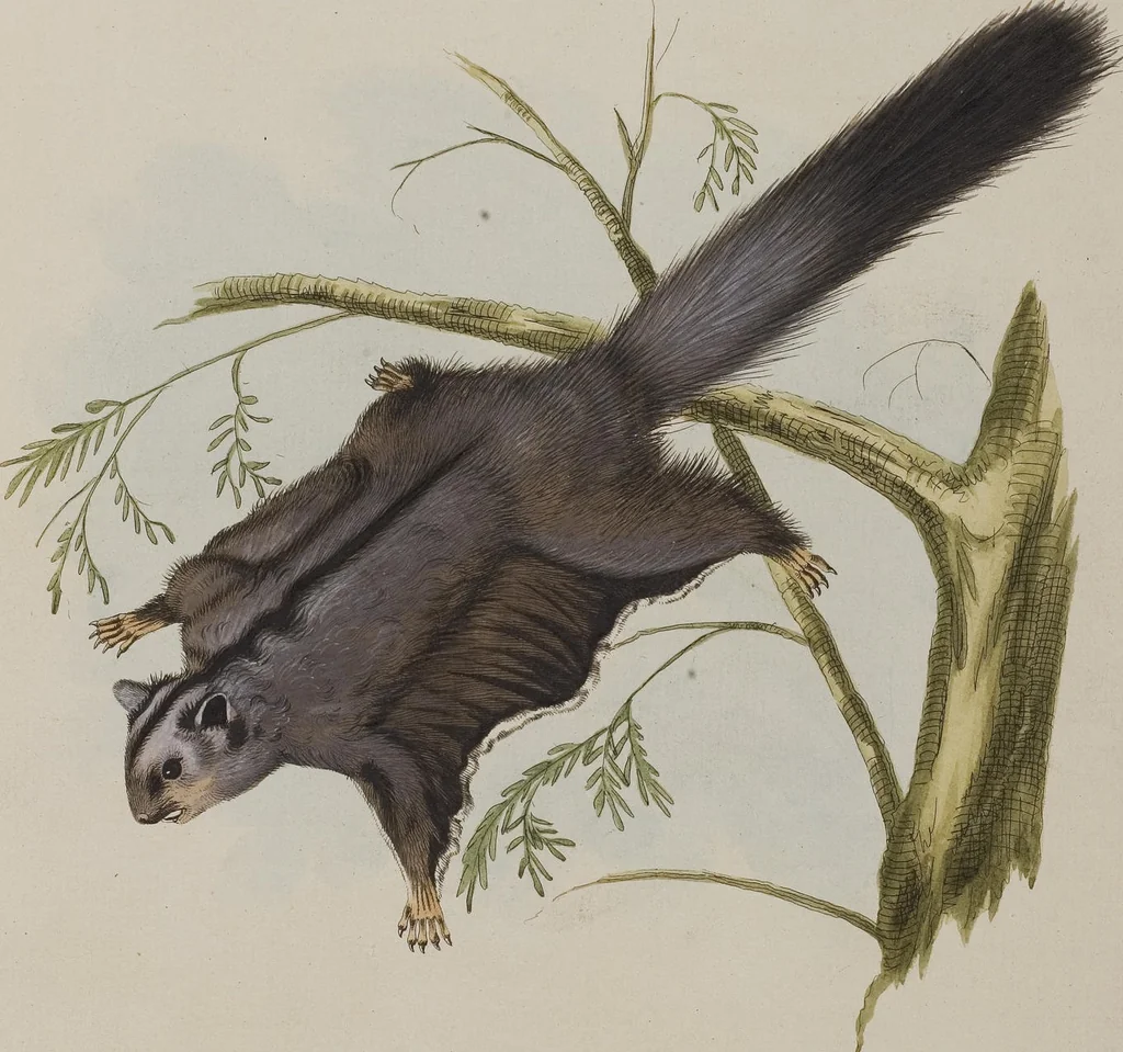 An illustration from (Tafelband 1): Theil 1 - 3 und Supplement 1 u. 2: Taf. I - CLXV, 1775, leaf 322