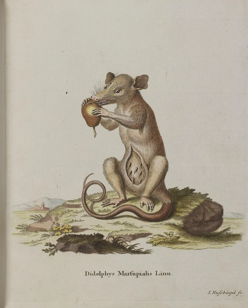 An illustration from (Tafelband 1): Theil 1 - 3 und Supplement 1 u. 2: Taf. I - CLXV, 1775, leaf 324