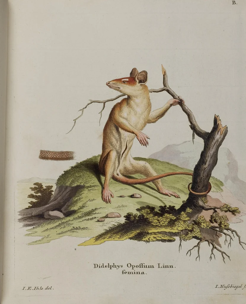 An illustration from (Tafelband 1): Theil 1 - 3 und Supplement 1 u. 2: Taf. I - CLXV, 1775, leaf 327
