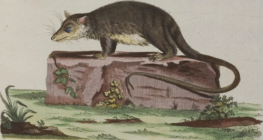 An illustration from (Tafelband 1): Theil 1 - 3 und Supplement 1 u. 2: Taf. I - CLXV, 1775, leaf 329