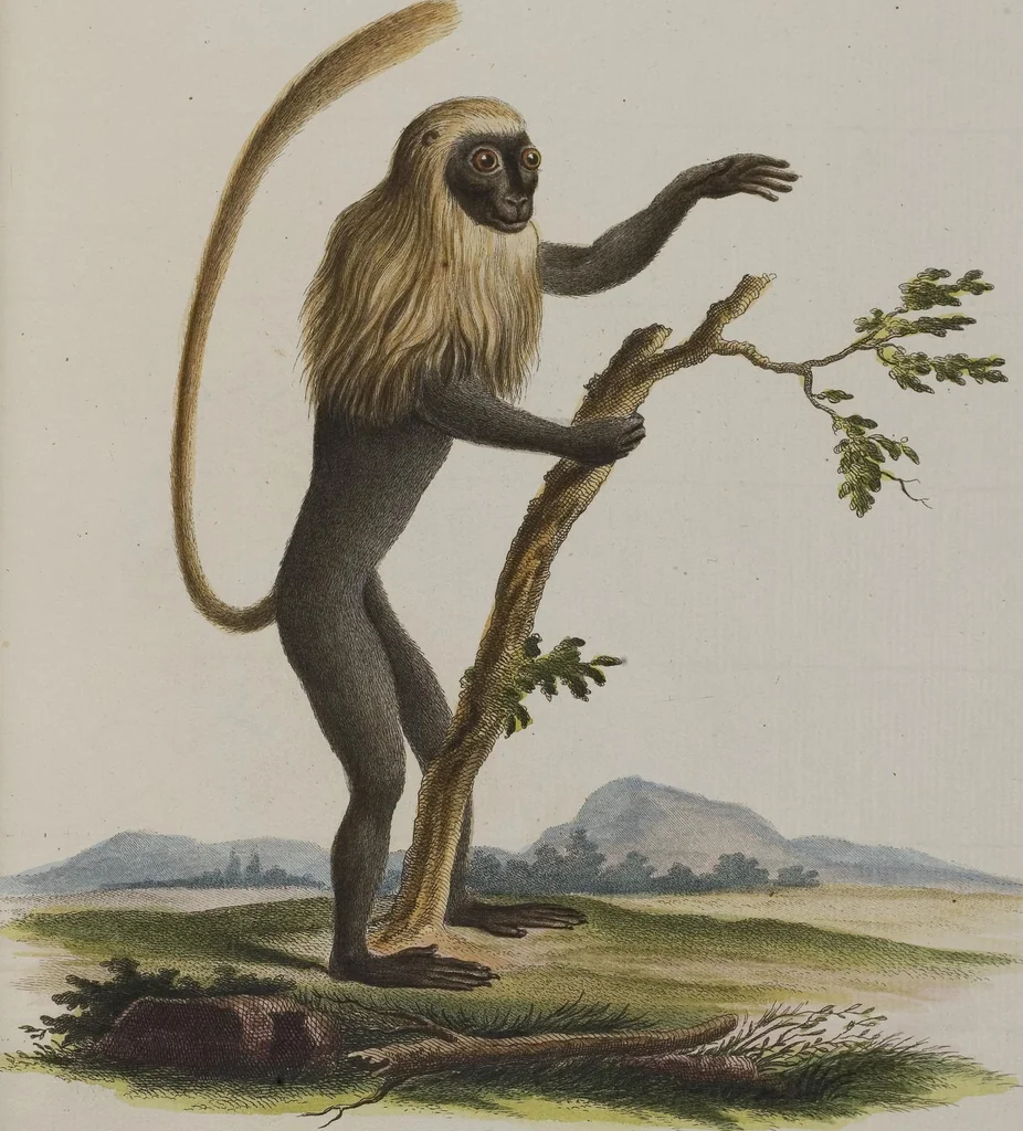 An illustration from (Tafelband 1): Theil 1 - 3 und Supplement 1 u. 2: Taf. I - CLXV, 1775, leaf 33