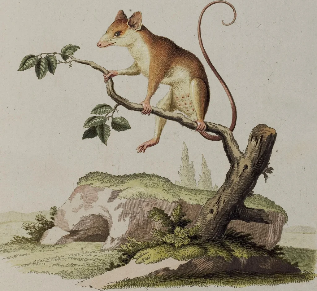 An illustration from (Tafelband 1): Theil 1 - 3 und Supplement 1 u. 2: Taf. I - CLXV, 1775, leaf 330
