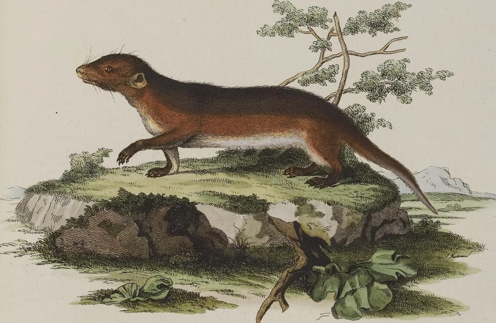 An illustration from (Tafelband 1): Theil 1 - 3 und Supplement 1 u. 2: Taf. I - CLXV, 1775, leaf 331