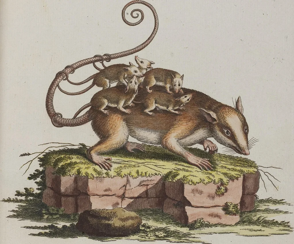 An illustration from (Tafelband 1): Theil 1 - 3 und Supplement 1 u. 2: Taf. I - CLXV, 1775, leaf 332