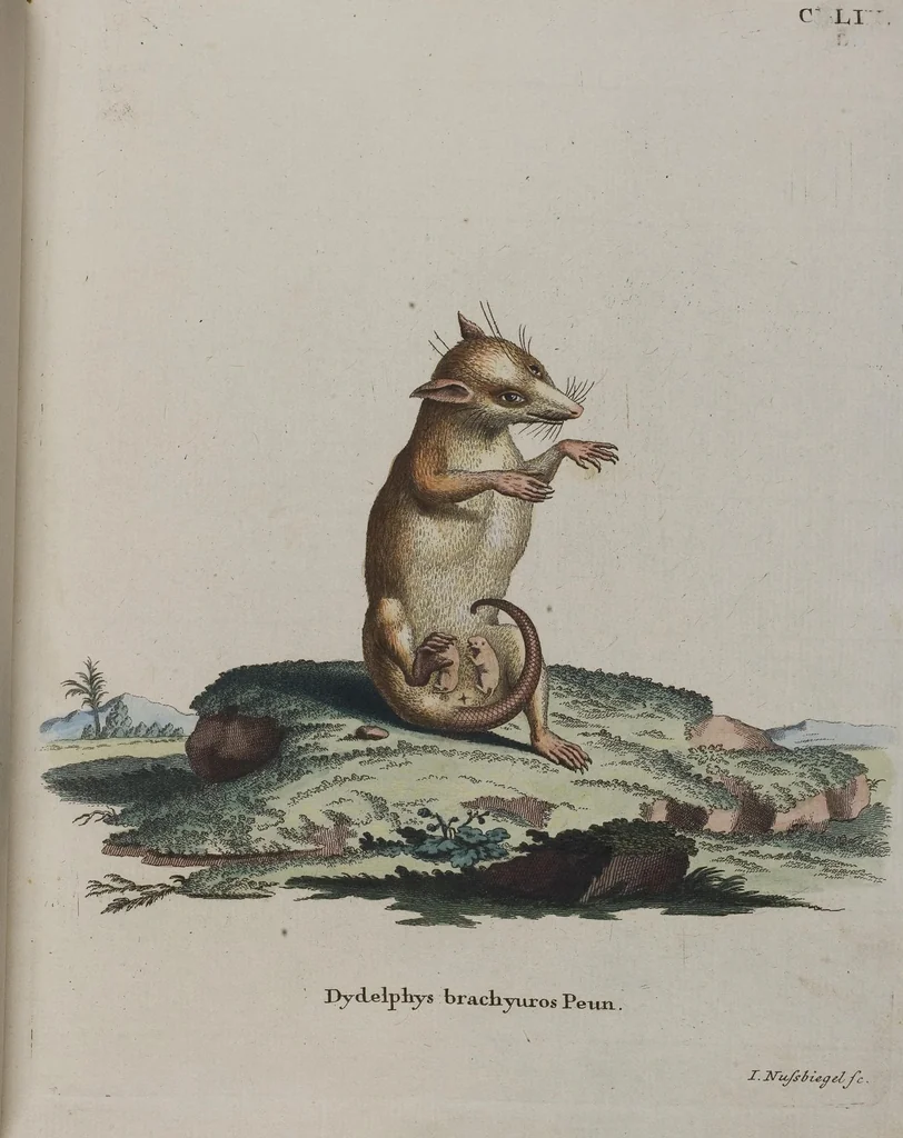 An illustration from (Tafelband 1): Theil 1 - 3 und Supplement 1 u. 2: Taf. I - CLXV, 1775, leaf 333