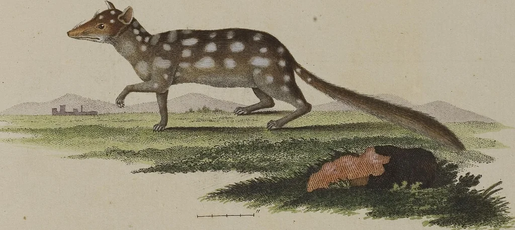 An illustration from (Tafelband 1): Theil 1 - 3 und Supplement 1 u. 2: Taf. I - CLXV, 1775, leaf 336