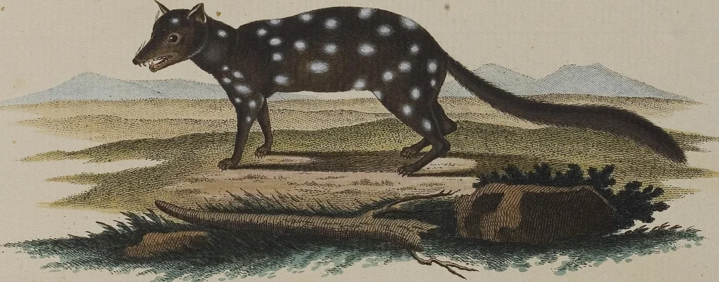 An illustration from (Tafelband 1): Theil 1 - 3 und Supplement 1 u. 2: Taf. I - CLXV, 1775, leaf 337