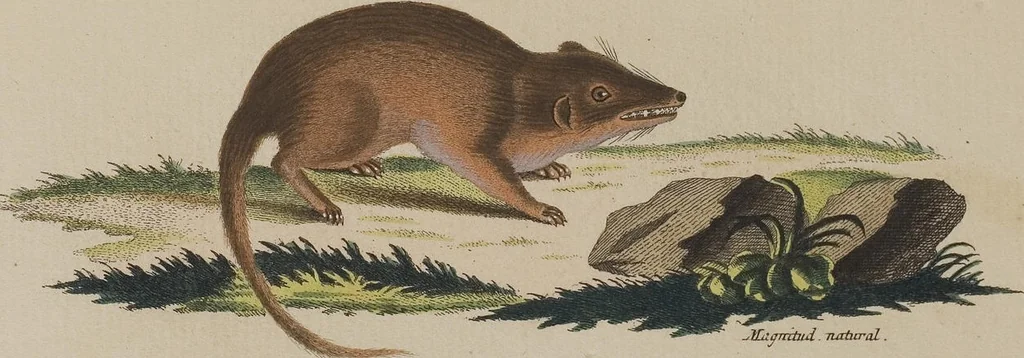 An illustration from (Tafelband 1): Theil 1 - 3 und Supplement 1 u. 2: Taf. I - CLXV, 1775, leaf 339