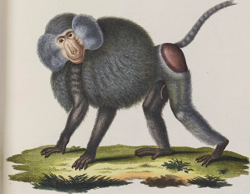 An illustration from (Tafelband 1): Theil 1 - 3 und Supplement 1 u. 2: Taf. I - CLXV, 1775, leaf 34