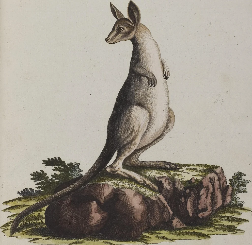 An illustration from (Tafelband 1): Theil 1 - 3 und Supplement 1 u. 2: Taf. I - CLXV, 1775, leaf 341
