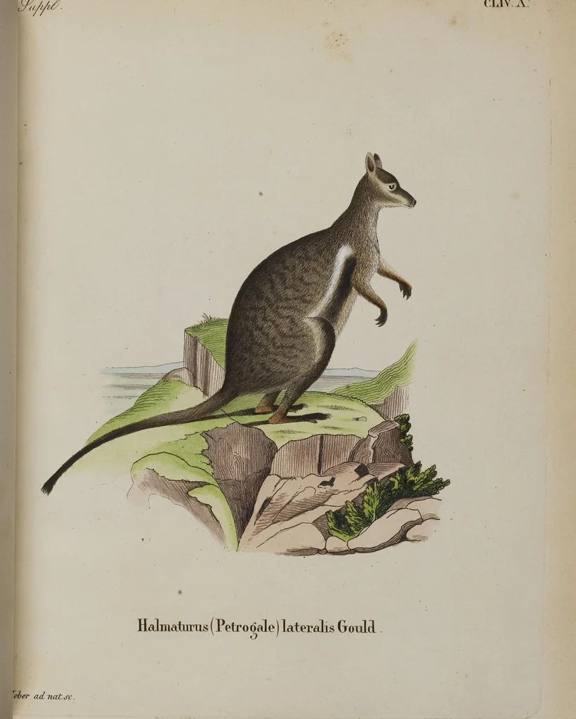 An illustration from (Tafelband 1): Theil 1 - 3 und Supplement 1 u. 2: Taf. I - CLXV, 1775, leaf 342