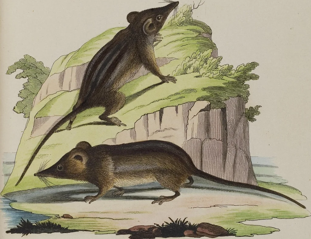 An illustration from (Tafelband 1): Theil 1 - 3 und Supplement 1 u. 2: Taf. I - CLXV, 1775, leaf 343