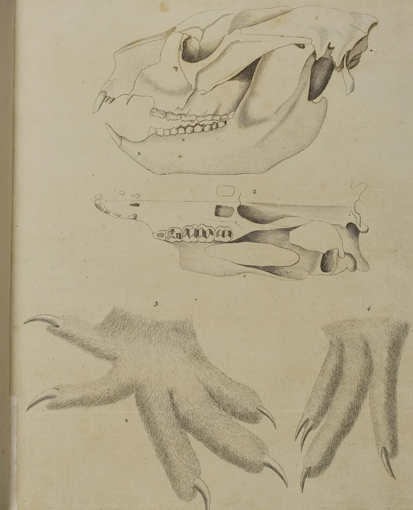 An illustration from (Tafelband 1): Theil 1 - 3 und Supplement 1 u. 2: Taf. I - CLXV, 1775, leaf 346