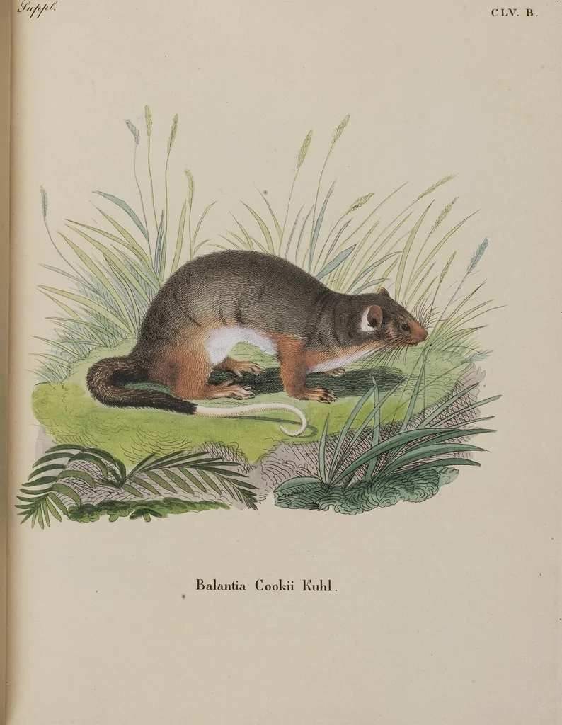 An illustration from (Tafelband 1): Theil 1 - 3 und Supplement 1 u. 2: Taf. I - CLXV, 1775, leaf 349