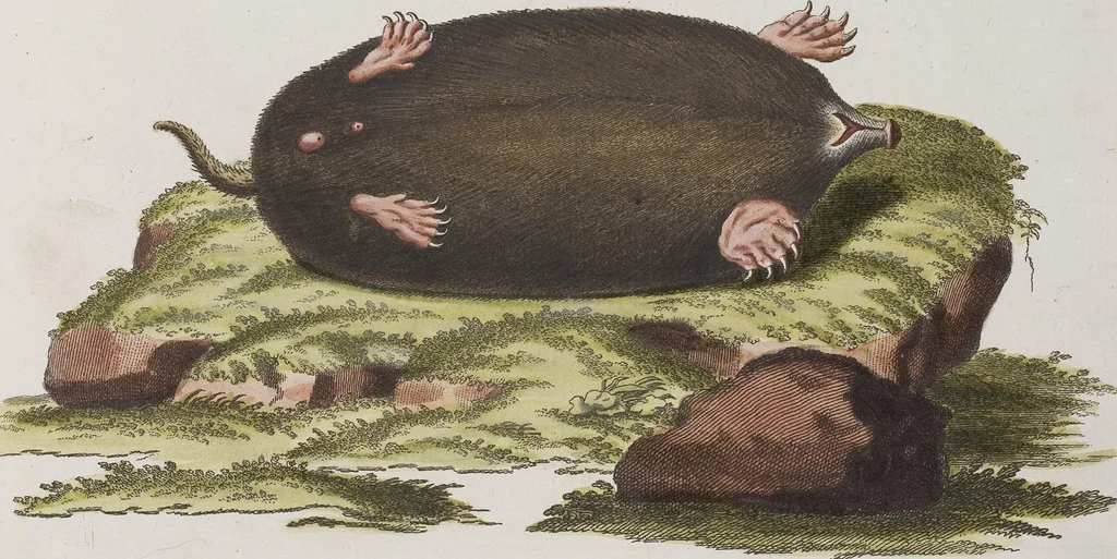 An illustration from (Tafelband 1): Theil 1 - 3 und Supplement 1 u. 2: Taf. I - CLXV, 1775, leaf 353