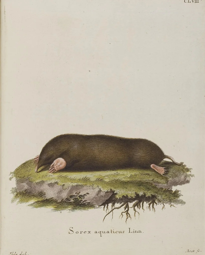 An illustration from (Tafelband 1): Theil 1 - 3 und Supplement 1 u. 2: Taf. I - CLXV, 1775, leaf 354