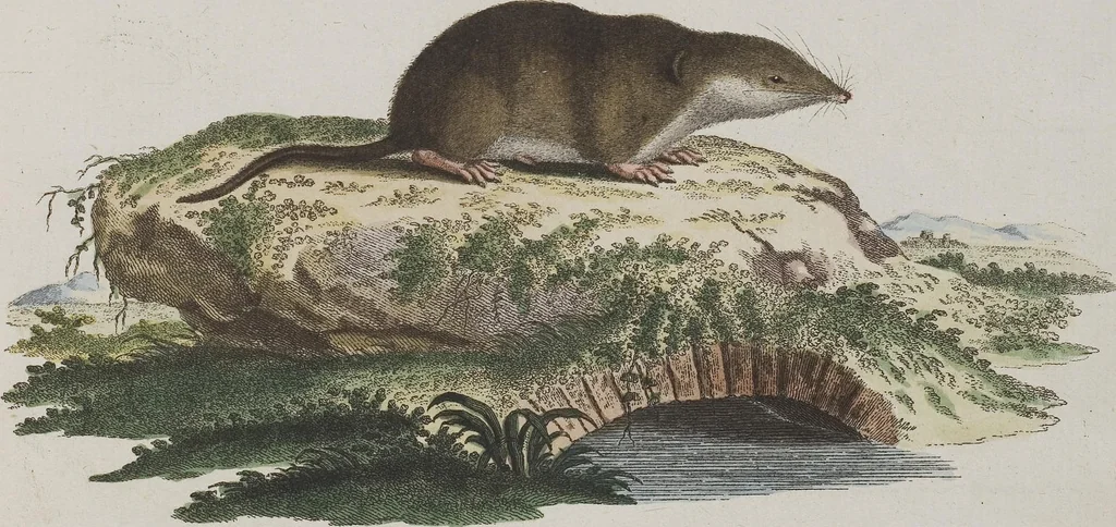 An illustration from (Tafelband 1): Theil 1 - 3 und Supplement 1 u. 2: Taf. I - CLXV, 1775, leaf 356