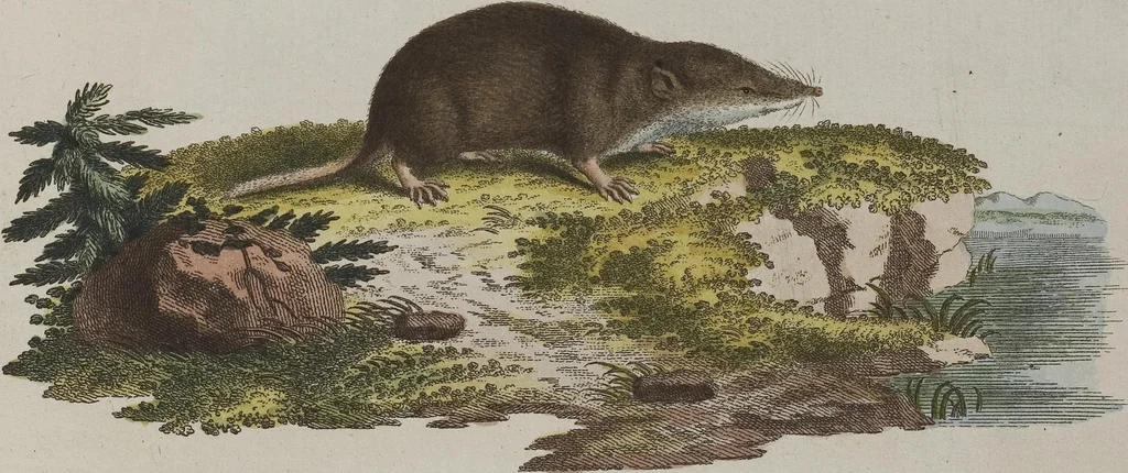 An illustration from (Tafelband 1): Theil 1 - 3 und Supplement 1 u. 2: Taf. I - CLXV, 1775, leaf 357