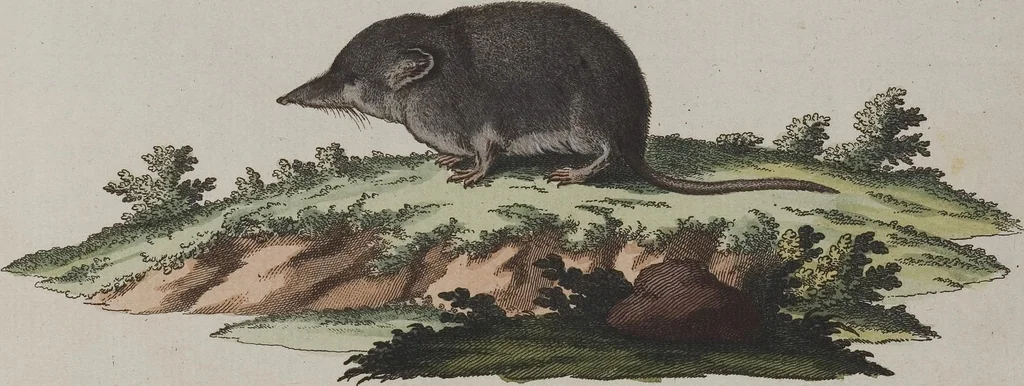An illustration from (Tafelband 1): Theil 1 - 3 und Supplement 1 u. 2: Taf. I - CLXV, 1775, leaf 359