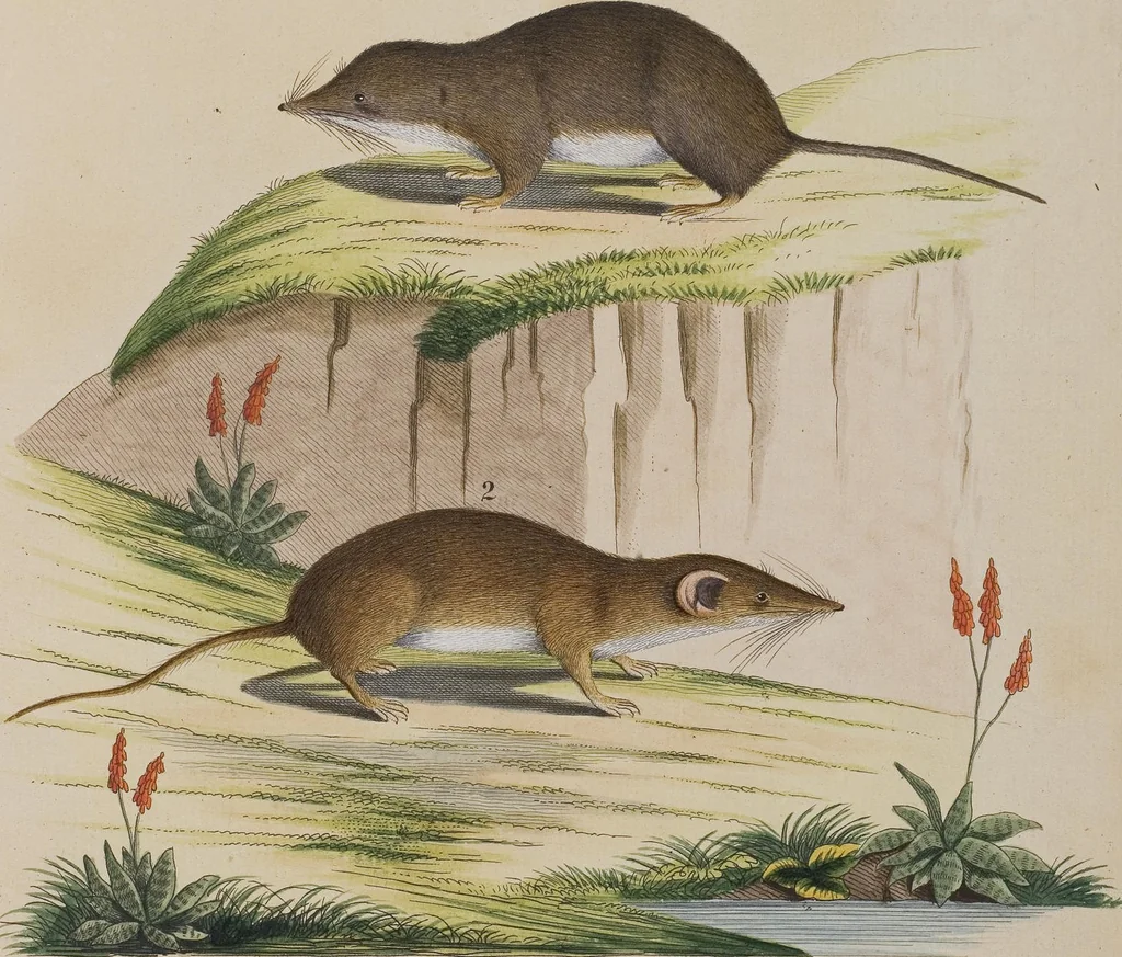 An illustration from (Tafelband 1): Theil 1 - 3 und Supplement 1 u. 2: Taf. I - CLXV, 1775, leaf 360