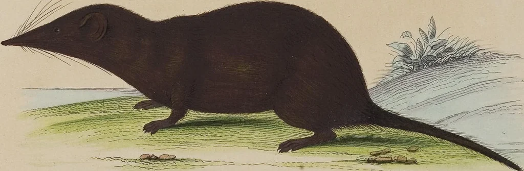 An illustration from (Tafelband 1): Theil 1 - 3 und Supplement 1 u. 2: Taf. I - CLXV, 1775, leaf 361