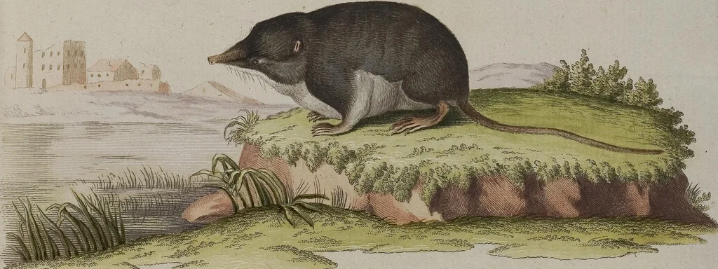 An illustration from (Tafelband 1): Theil 1 - 3 und Supplement 1 u. 2: Taf. I - CLXV, 1775, leaf 362