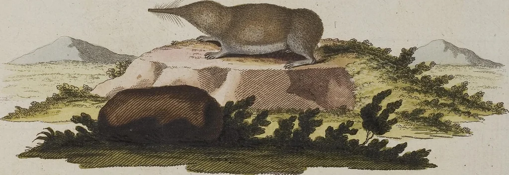 An illustration from (Tafelband 1): Theil 1 - 3 und Supplement 1 u. 2: Taf. I - CLXV, 1775, leaf 363