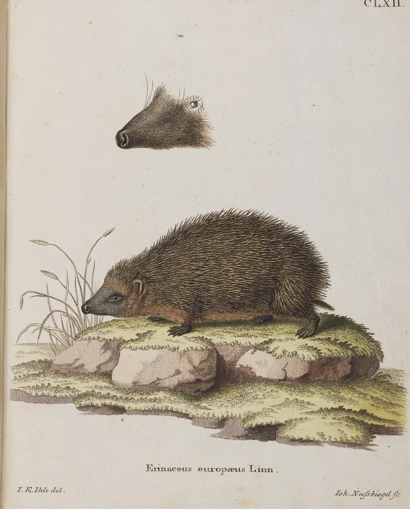 An illustration from (Tafelband 1): Theil 1 - 3 und Supplement 1 u. 2: Taf. I - CLXV, 1775, leaf 364