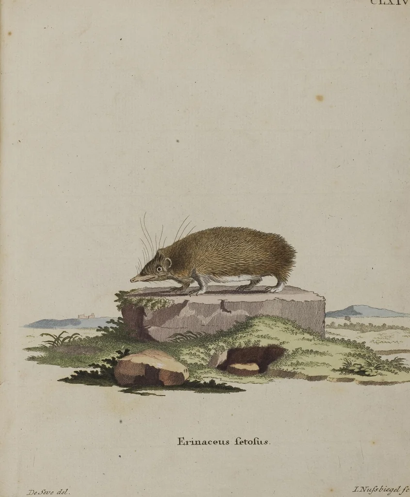 An illustration from (Tafelband 1): Theil 1 - 3 und Supplement 1 u. 2: Taf. I - CLXV, 1775, leaf 367
