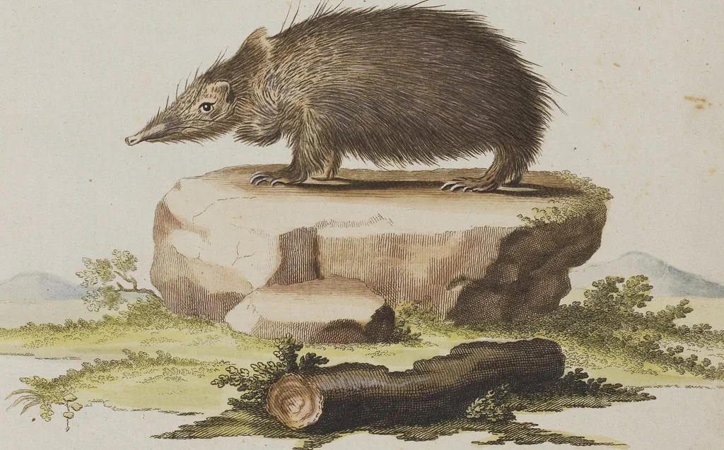 An illustration from (Tafelband 1): Theil 1 - 3 und Supplement 1 u. 2: Taf. I - CLXV, 1775, leaf 368