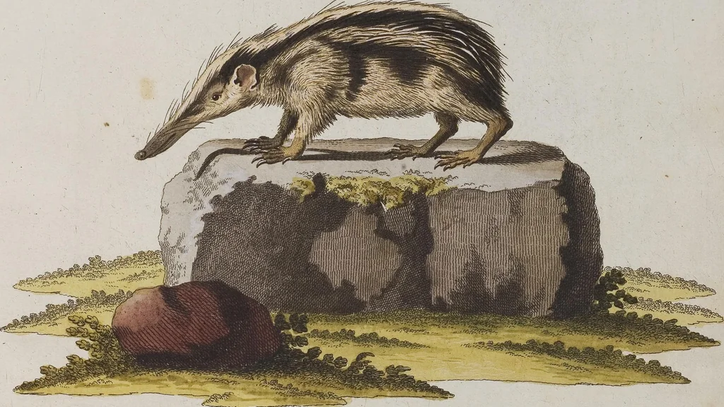 An illustration from (Tafelband 1): Theil 1 - 3 und Supplement 1 u. 2: Taf. I - CLXV, 1775, leaf 369