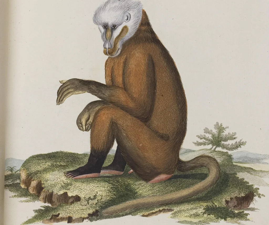 An illustration from (Tafelband 1): Theil 1 - 3 und Supplement 1 u. 2: Taf. I - CLXV, 1775, leaf 37