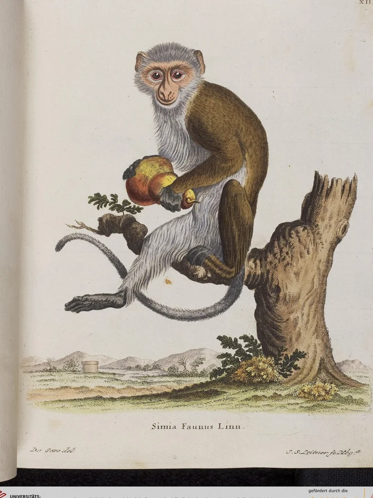 An illustration from (Tafelband 1): Theil 1 - 3 und Supplement 1 u. 2: Taf. I - CLXV, 1775, leaf 39