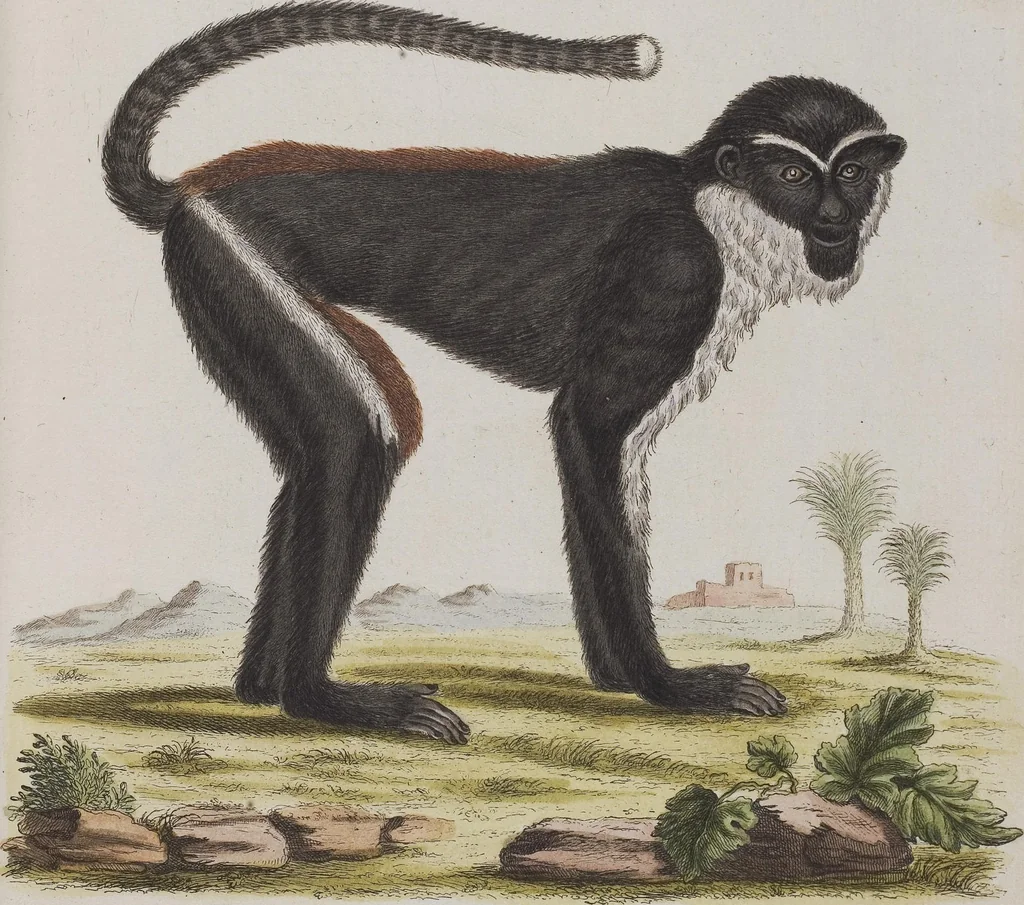 An illustration from (Tafelband 1): Theil 1 - 3 und Supplement 1 u. 2: Taf. I - CLXV, 1775, leaf 42