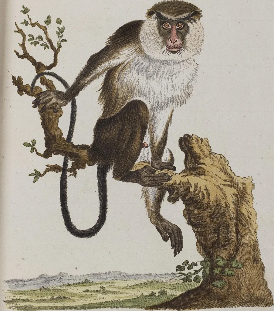 An illustration from (Tafelband 1): Theil 1 - 3 und Supplement 1 u. 2: Taf. I - CLXV, 1775, leaf 45