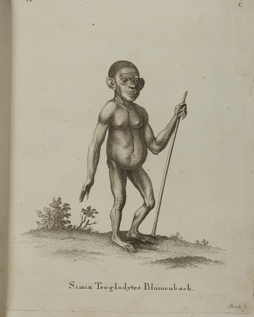 An illustration from (Tafelband 1): Theil 1 - 3 und Supplement 1 u. 2: Taf. I - CLXV, 1775, leaf 5